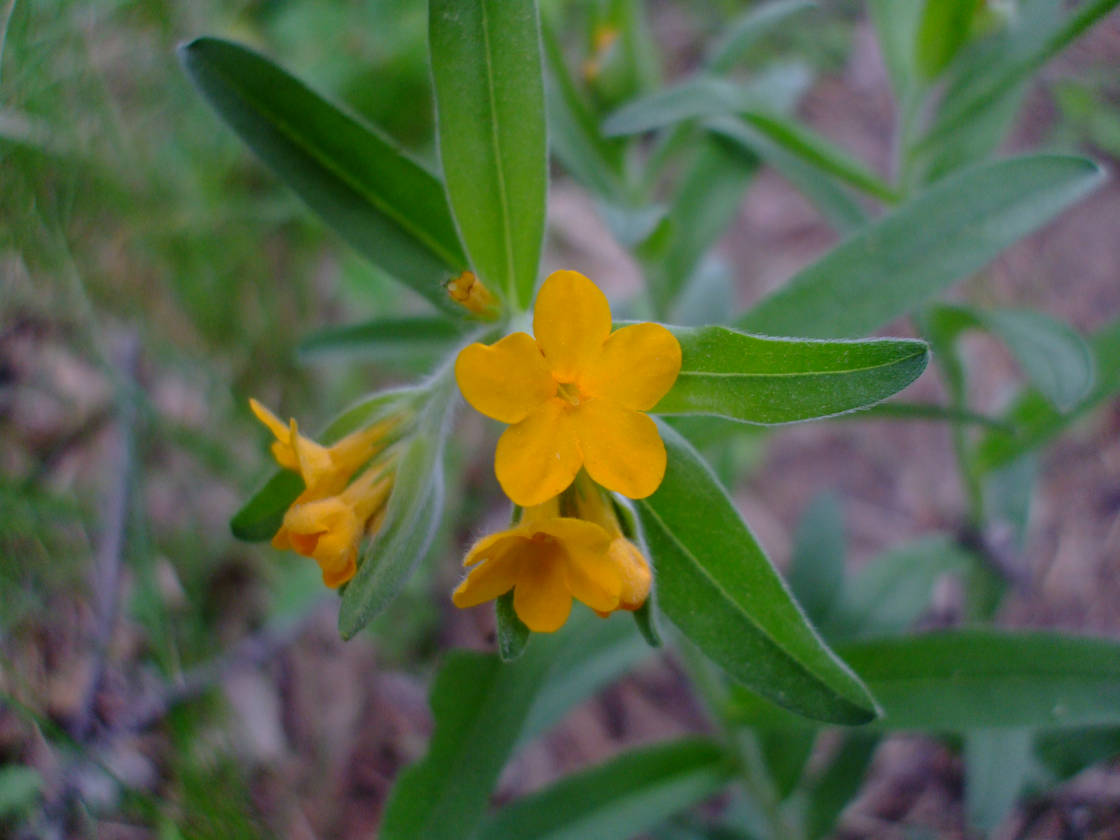 Lithospermum canescens
